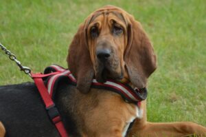 Are Basset Hounds Good Service Dogs