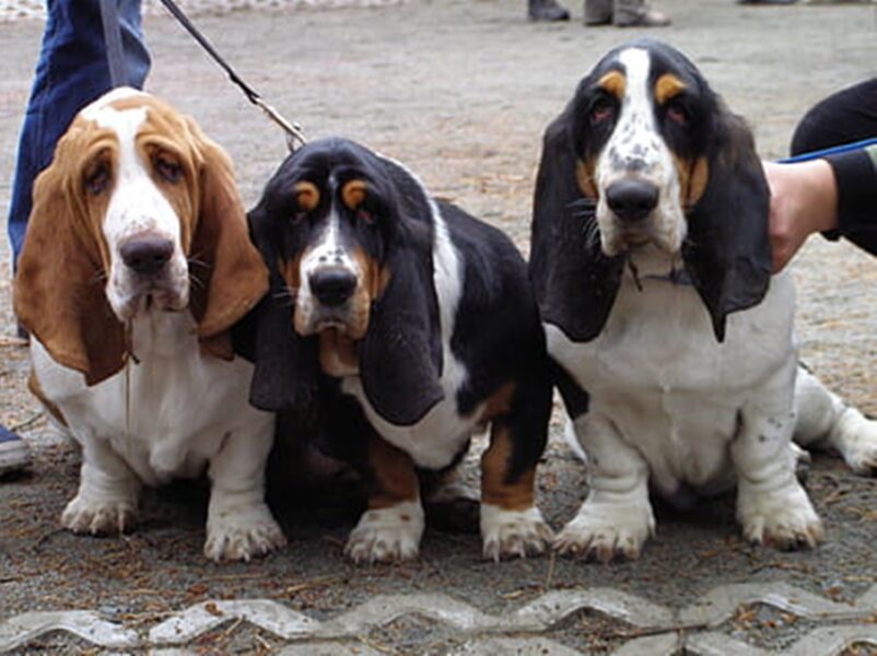 Basset Hounds as EmotionalTherapy Support Animals