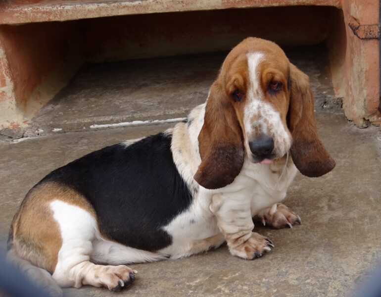 Can Basset Hounds Eat Peanut Butter