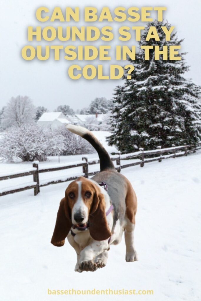 Can Basset Hounds Stay Outside in the Cold? (Answered!) Basset Hound