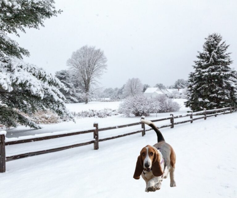 Can Basset Hounds Stay Outside in the Cold? (Answered!) Basset Hound