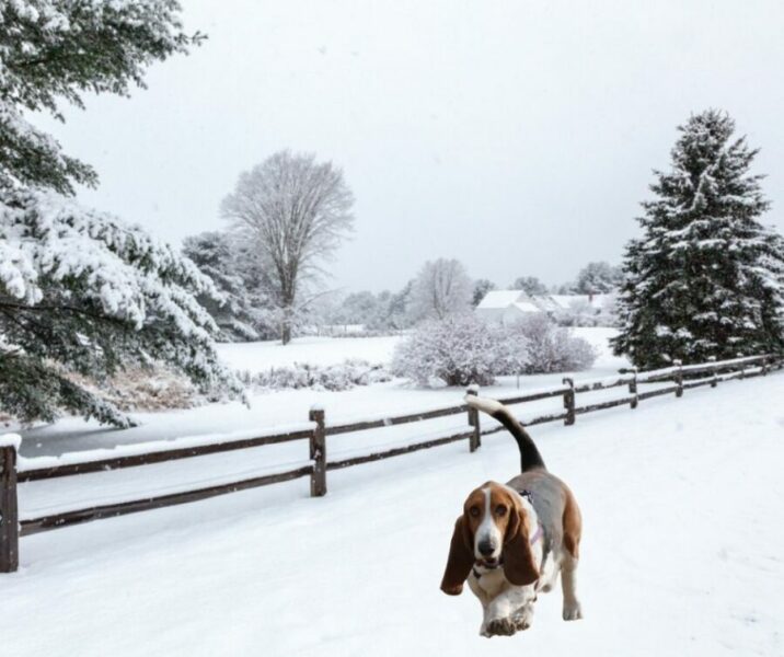 Can Basset Hounds Stay Outside in the Cold