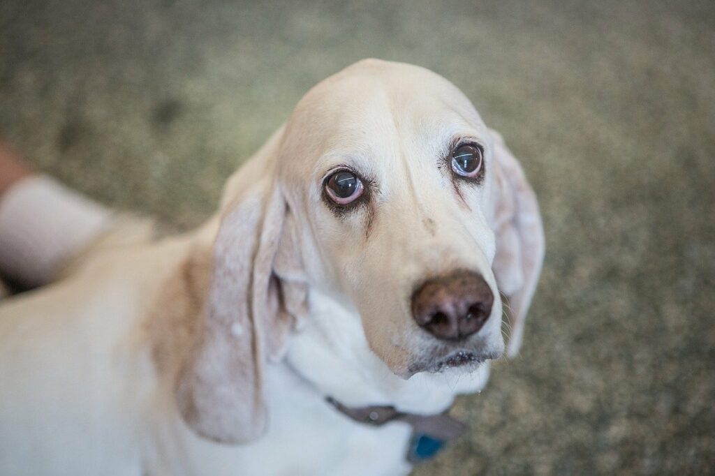 How Cold is Too Cold For Your Basset Hound