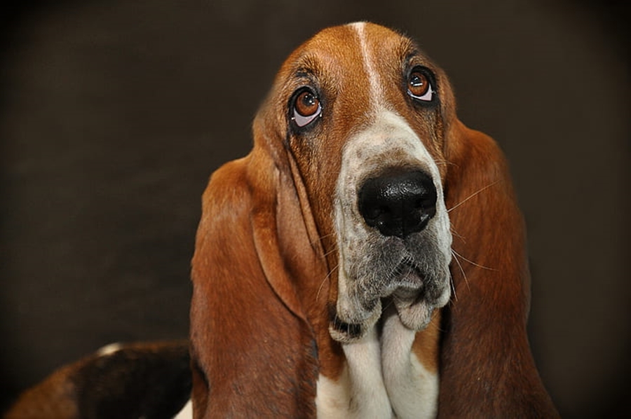 Personality and Temperament of The Basset Hound