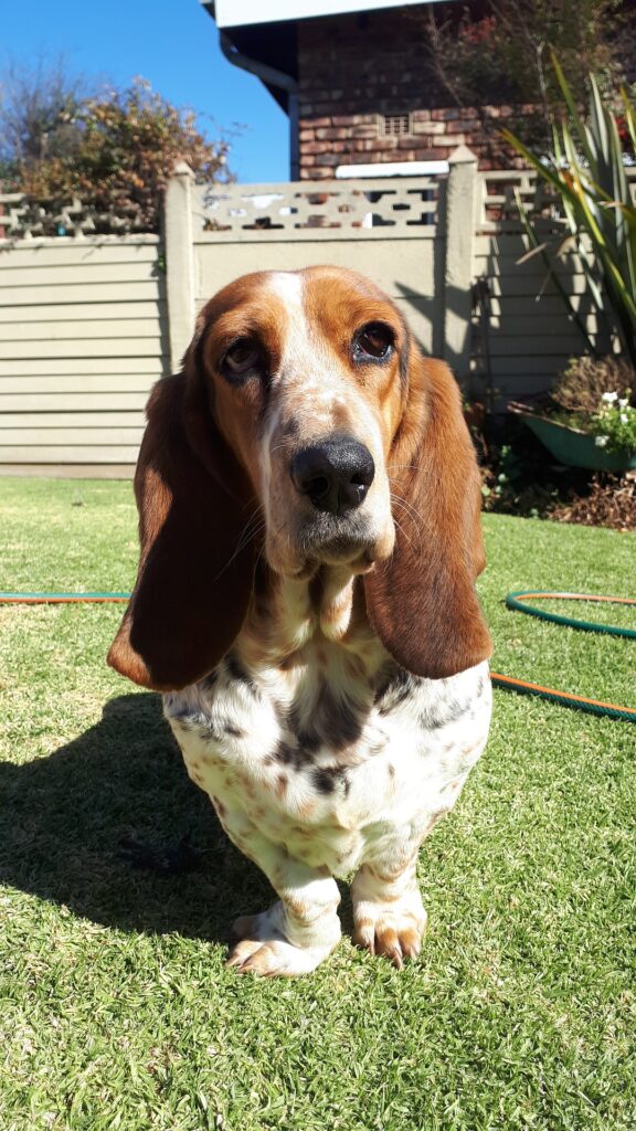 Can Basset Hounds Stay Outside in the Cold?