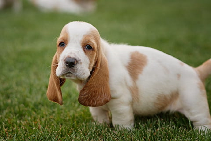 Why are Basset Hounds Great or Not-So-Great Service Dogs