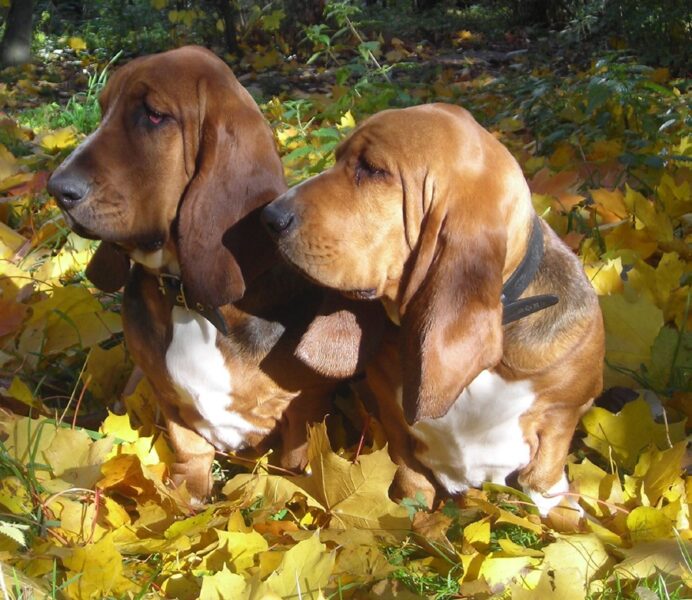 Basset Hound Specialty Training Lessons