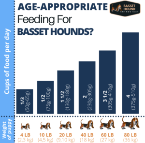 Age-Appropriate Feeding For Basset Hounds