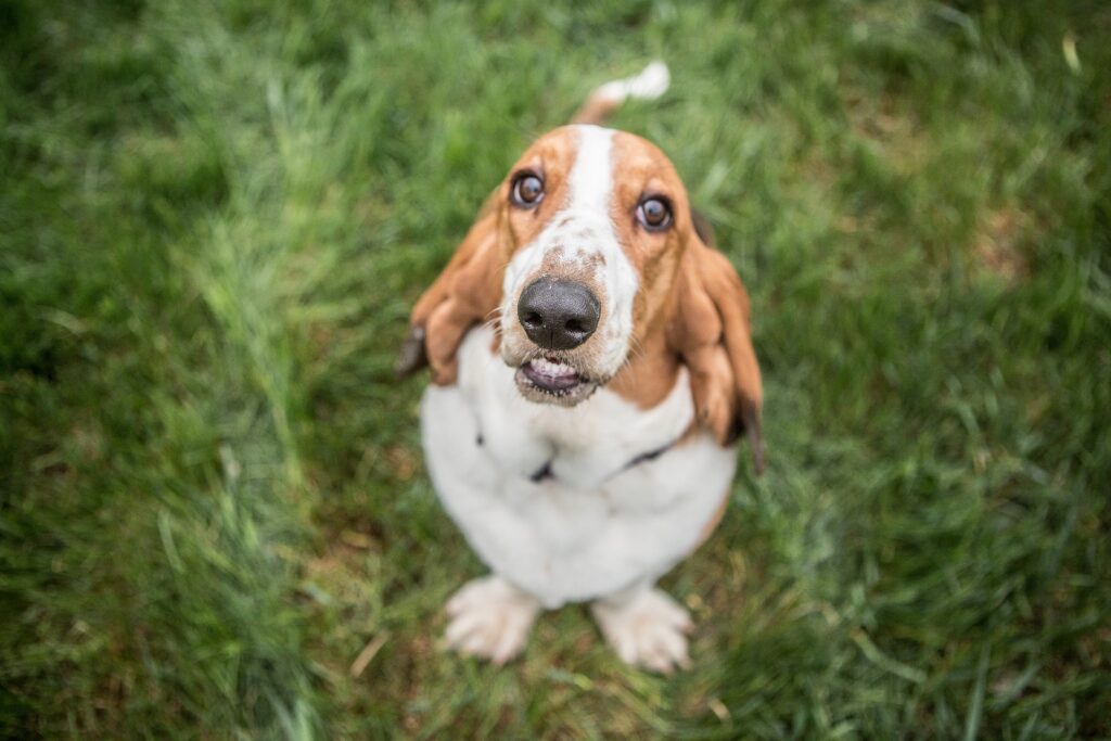 Are Basset Hounds Easy to Train