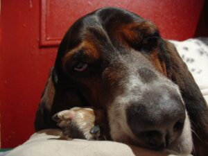 Are Basset Hounds Good Apartment Dogs