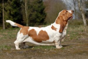 Are Basset Hounds High Maintenance