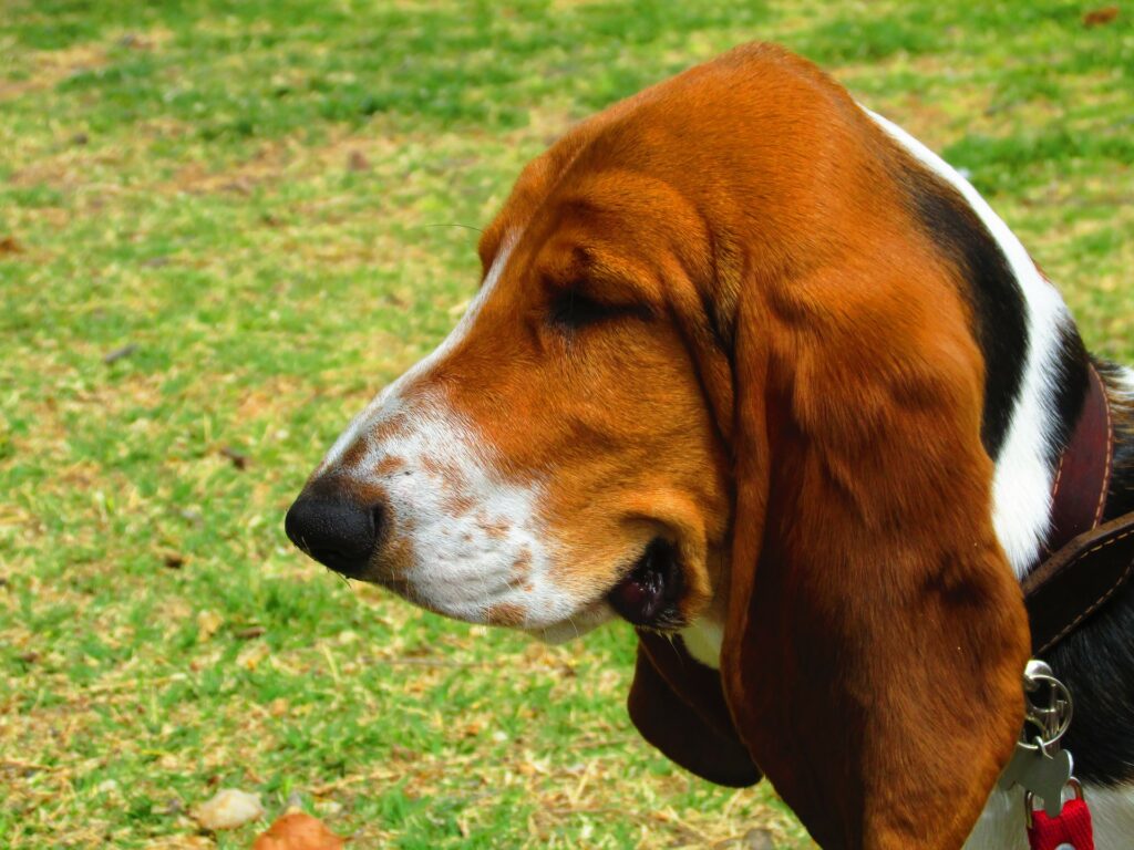 Basic Training Tips for Your Basset Hound