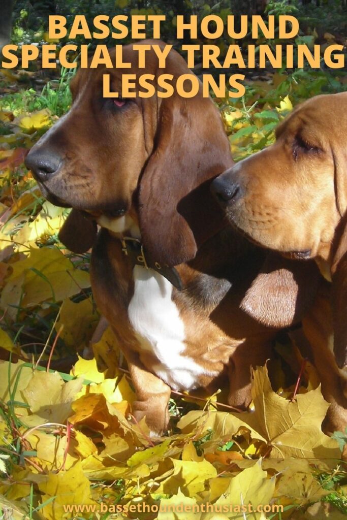 Basset Hound Specialty Training Lessons Basset Hound Enthusiast