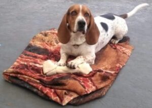 kap basset hound fogyni)