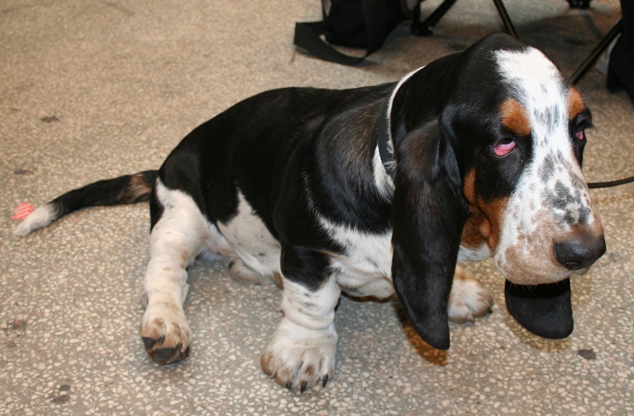 Basset Hounds Are Low-Energy Dogs