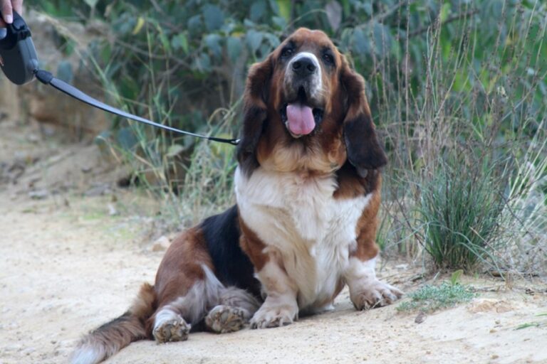 How High Can Basset Hounds Jump? (Answered!) Basset Hound Enthusiast