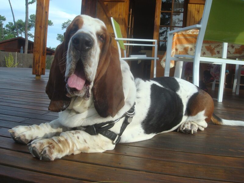 Basset hound splendide