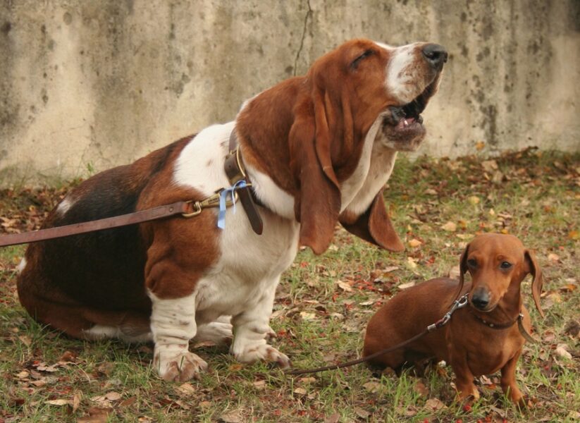 Benefits of Buying a Basset Hound