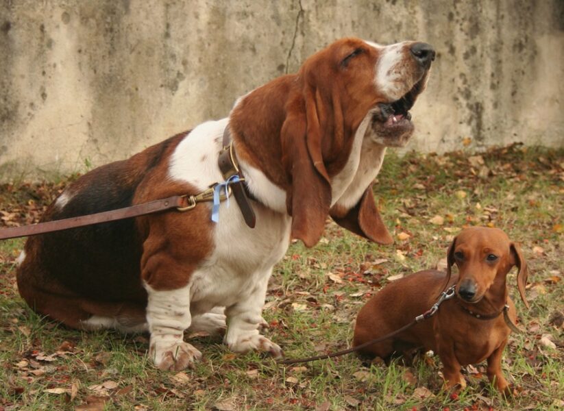 Benefits of Buying a Basset Hound
