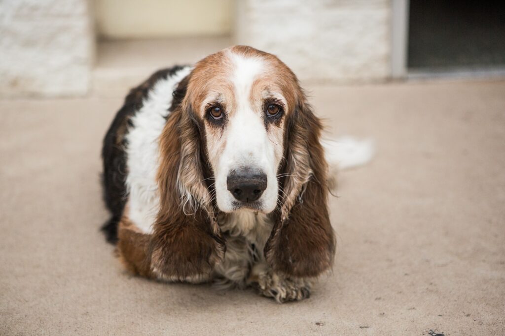 Are Basset Hounds Easy to Train?