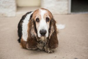 Can Basset Hounds Eat Strawberries?