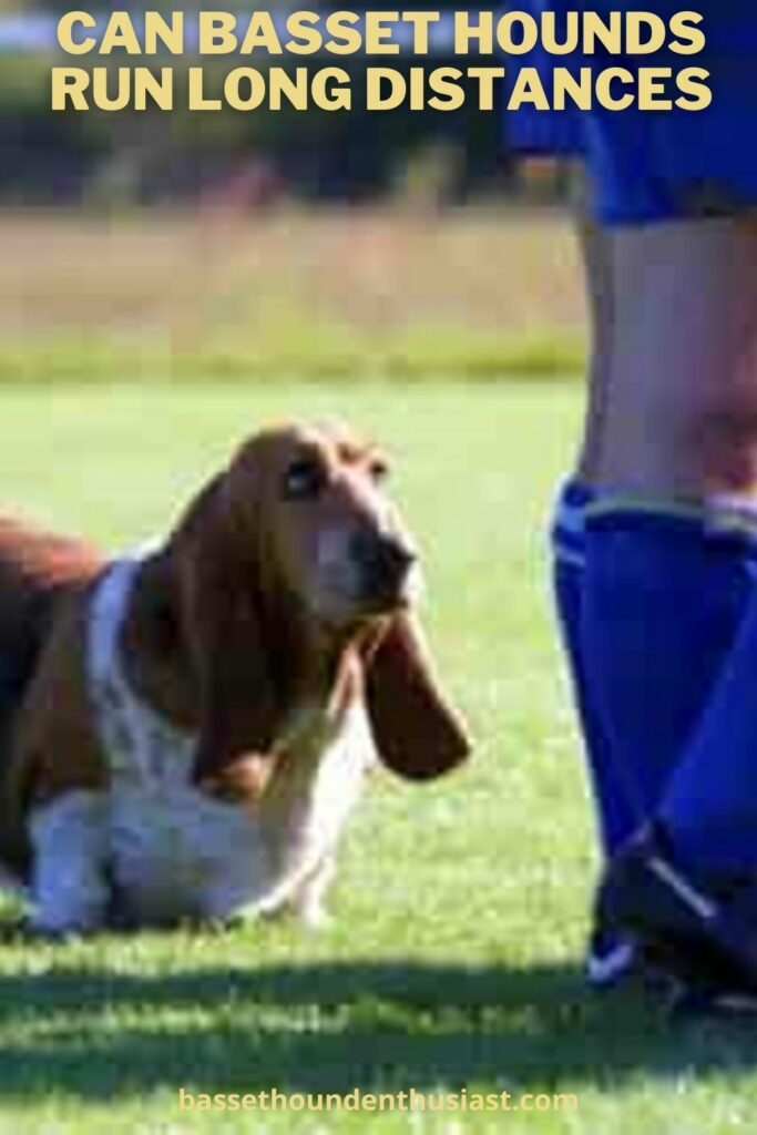Can A Basset Hound Run A Dog Agility Course