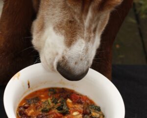 Can I Feed My Basset Hound Vegetables