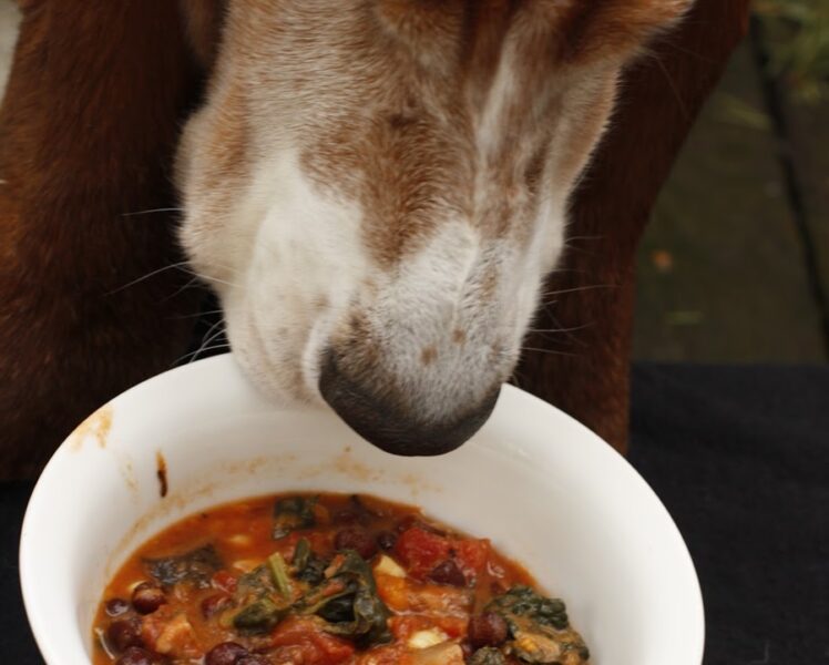 Can I Feed My Basset Hound Vegetables?