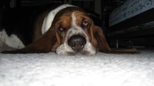 Do Basset Hounds Fart A Lot