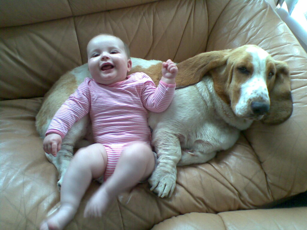 are basset hounds playful with toddlers