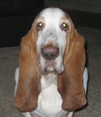 Feeding an Adult Basset Hound