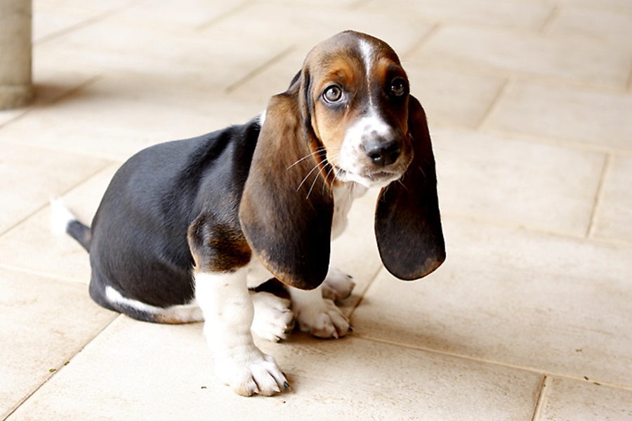 How Do I Potty Train a Basset Hound