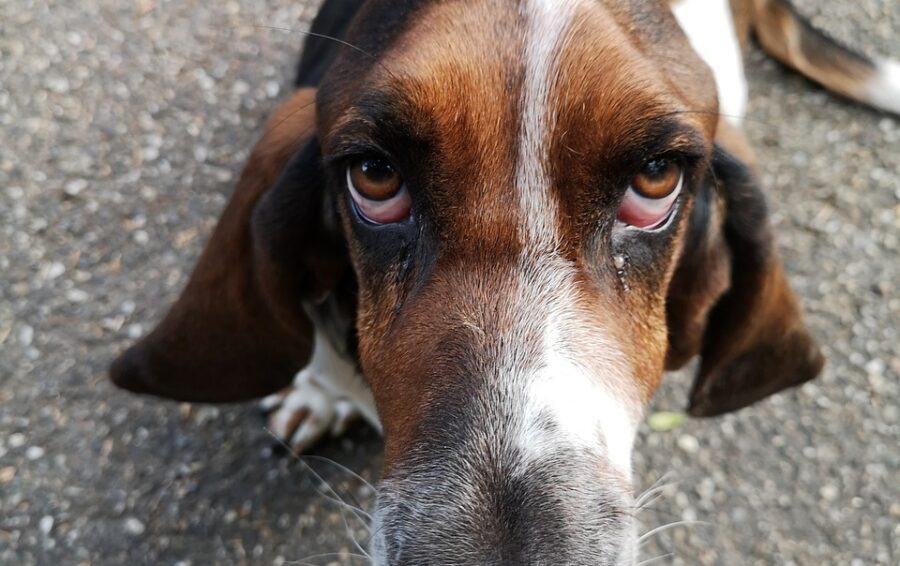 Como faço para parar meu Basset Hound de latir