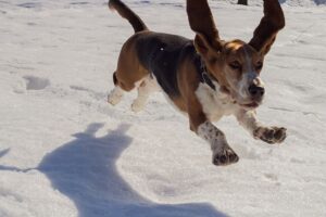 How High Can Basset Hounds Jump