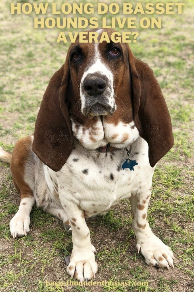 How Long Do Basset Hounds Live on Average? (Explained!) Basset Hound
