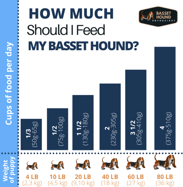 How Much Should I Feed My Basset Hound