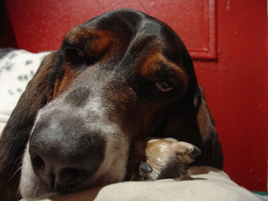 How Much Sleep Should a Basset Hound Have