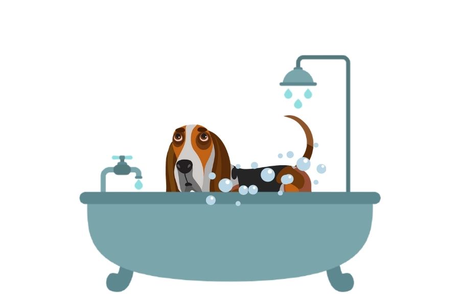 How To Bathe Your Basset Hound