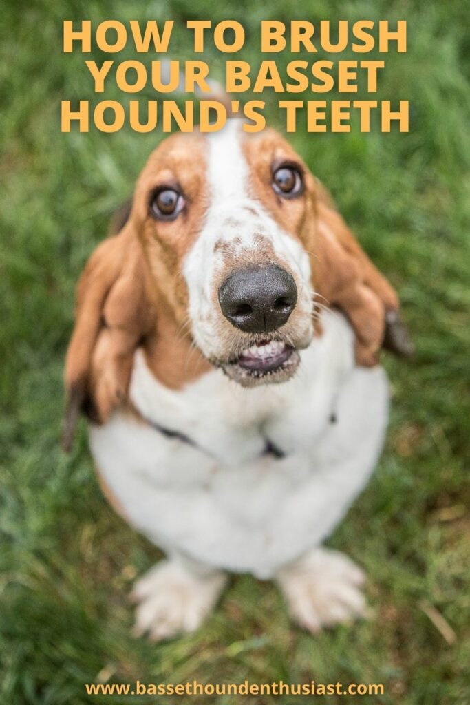 How To Brush Your Basset Hound's Teeth Basset Hound Enthusiast