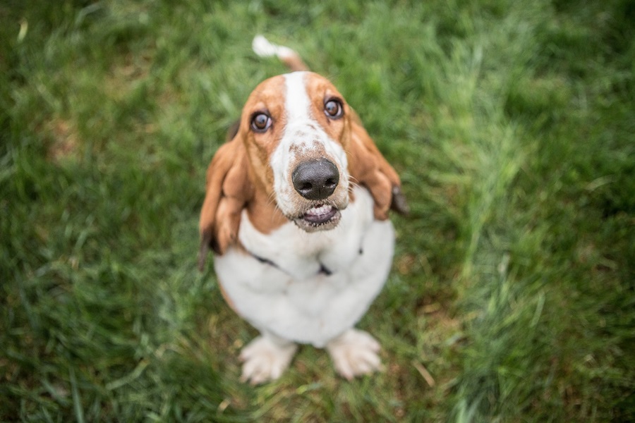 How To Brush Your Basset Hound's Teeth