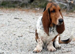 How To Choose The Right Basset Hound For You