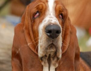 How To Clean Your Basset Hound's Ears