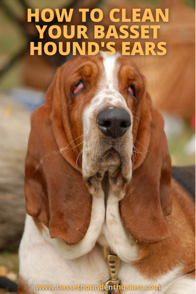 How To Clean Your Basset Hound's Ears Basset Hound Enthusiast