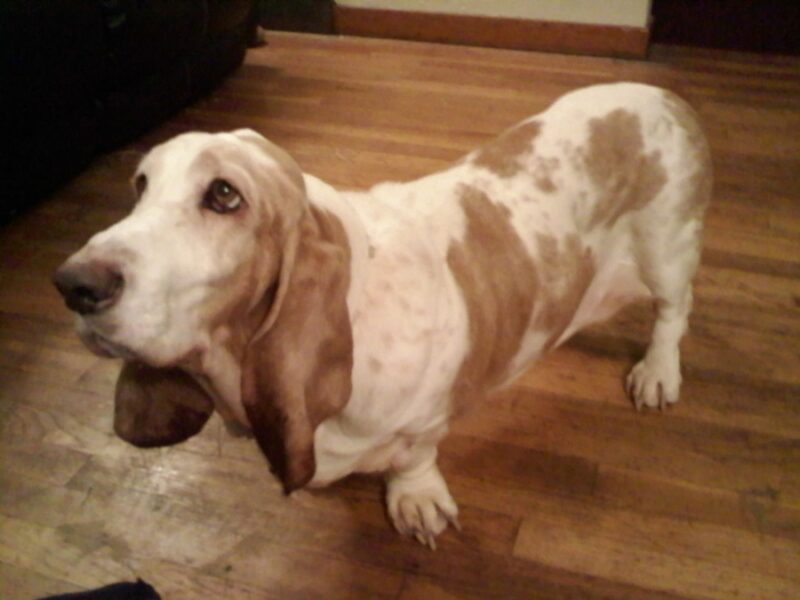 How To Deal With Basset Hound's Separation Anxiety