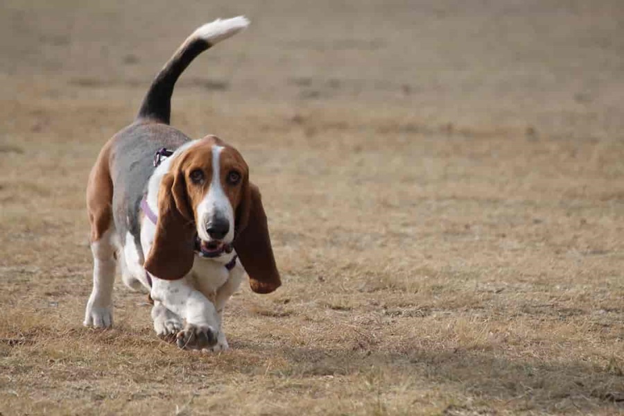 How To Teach Your Basset Hound To Come