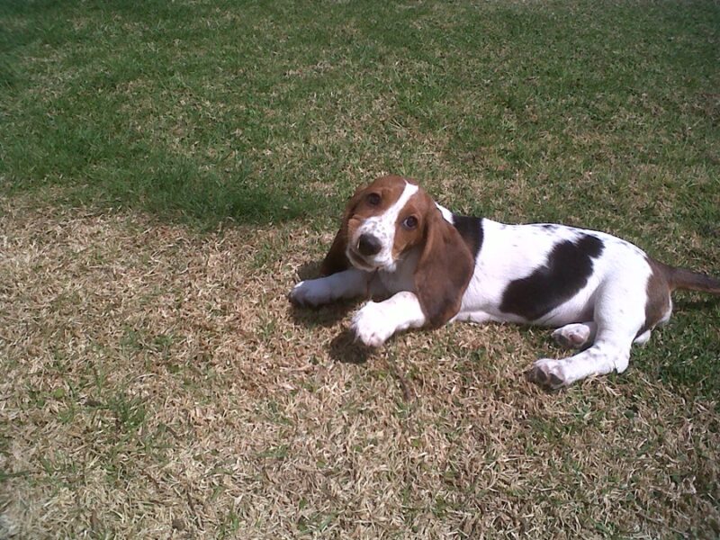 How To Teach Your Basset Hound To ''Lie Down''