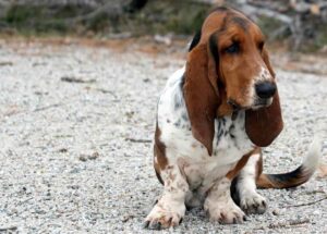 How To Teach Your Basset Hound To ''Sit''