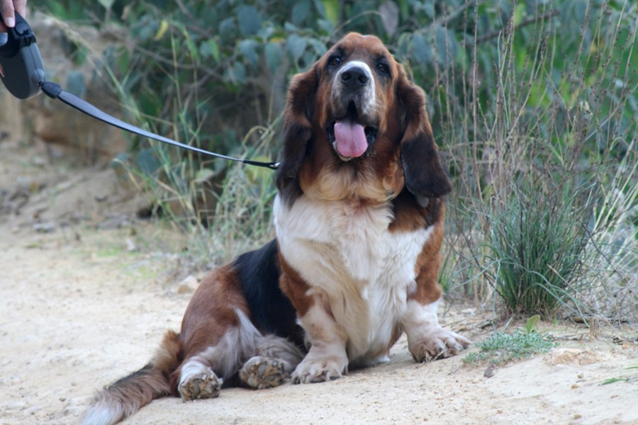 How To Teach Your Basset Hound To ''Stay''