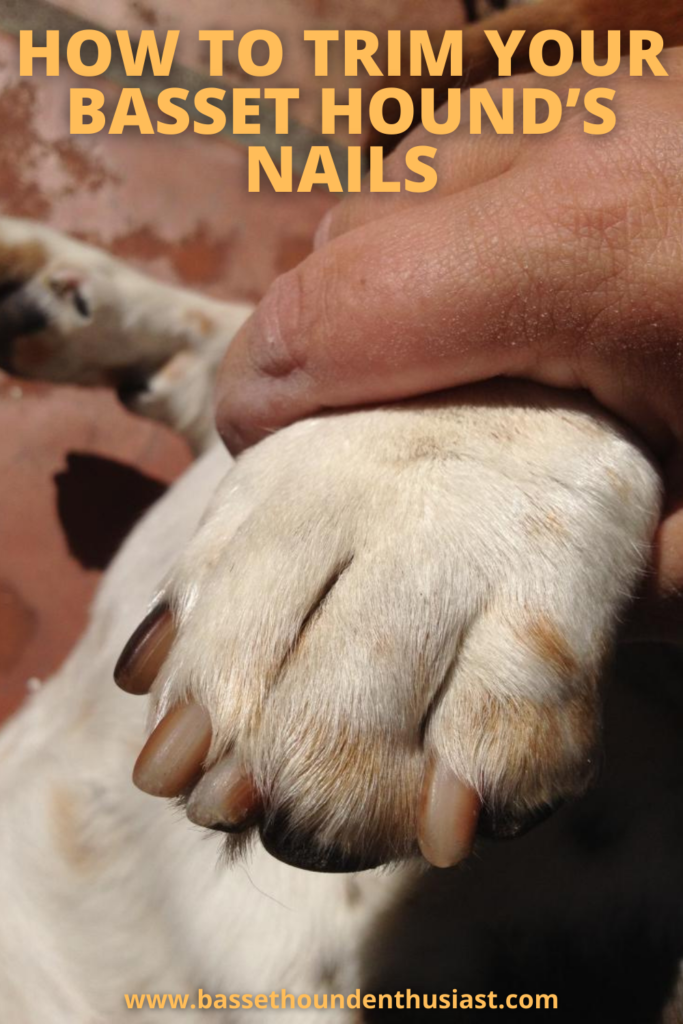 How To Trim Your Basset Hound's Nails Basset Hound Enthusiast