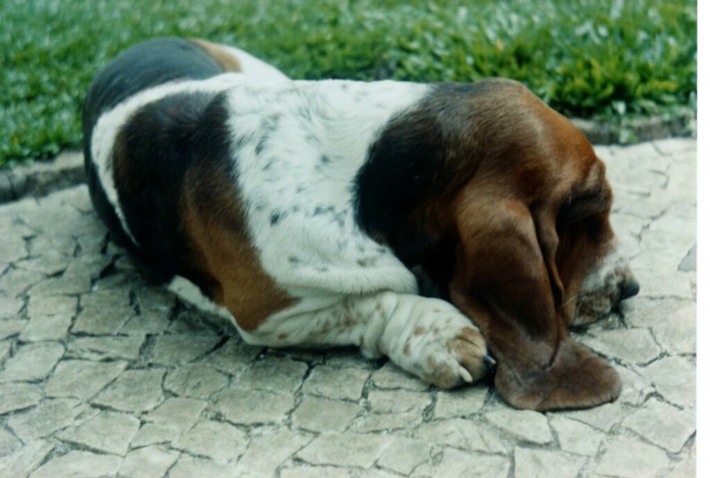 How a Lifestyle Affects The Napping Time Of The Basset Hound